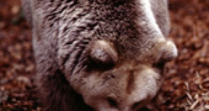 Бурый медведь Ursusarctos